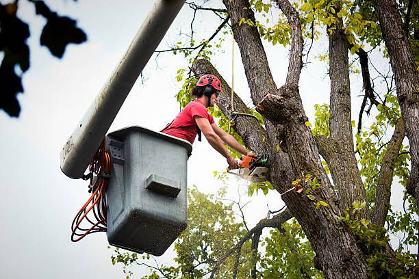 Medford, WI  Tree Services Company